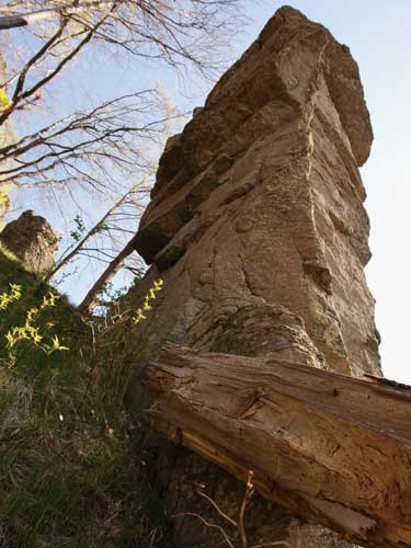 Foto Phalus andeziticus (c) Petru Goja